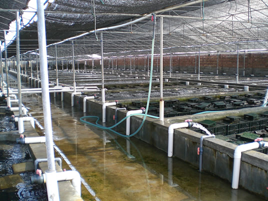 海水泵在海水养殖业中安装实例